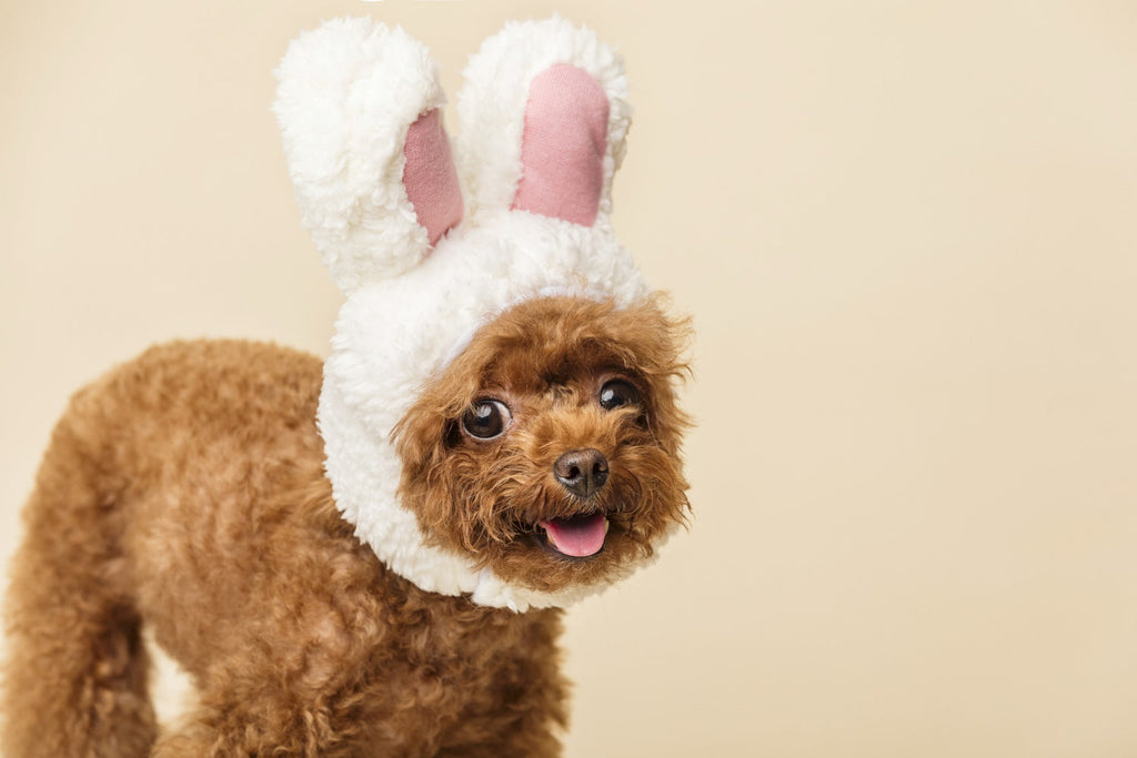 Dog Easter Bucket List: 10 Gifts, Treats & Accessories That Spark Pure Joy