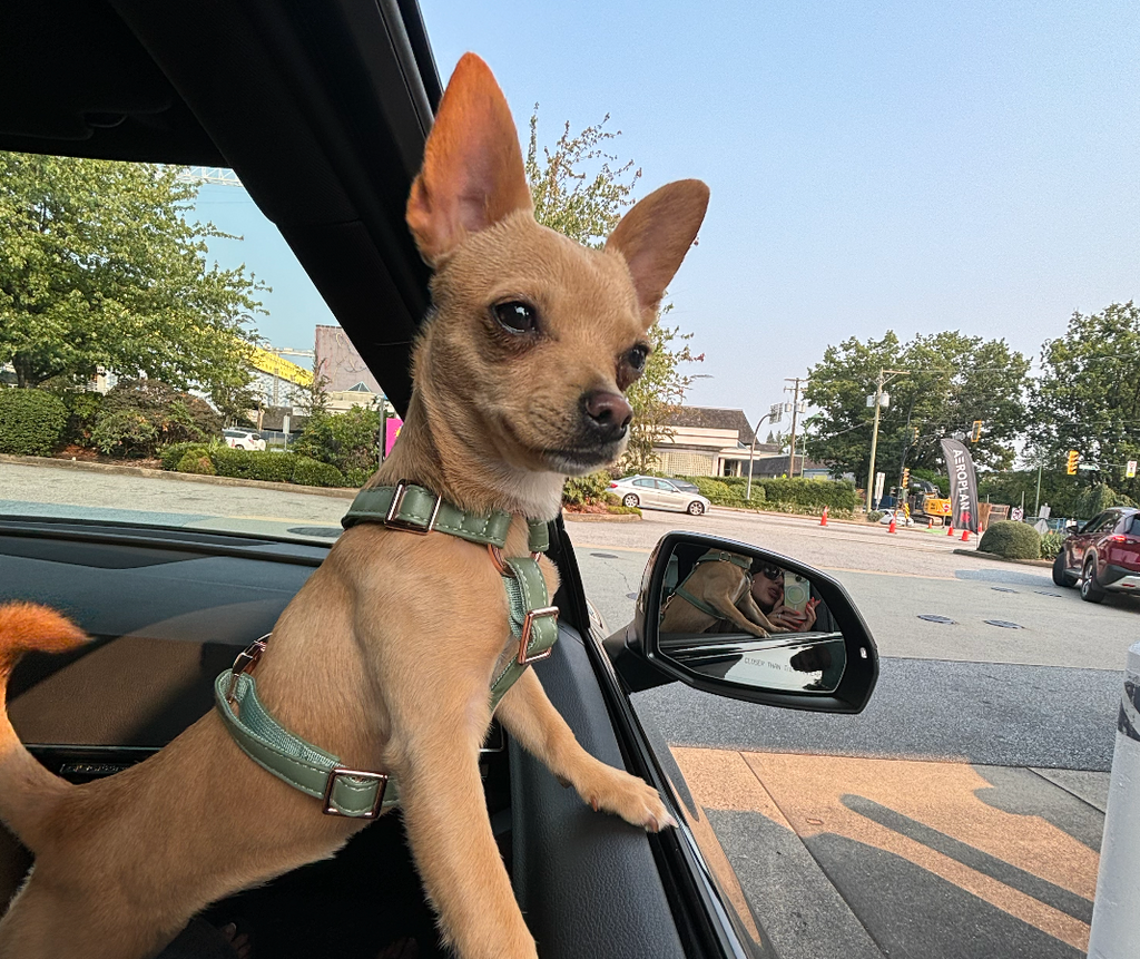 small chihuahua looking out the window