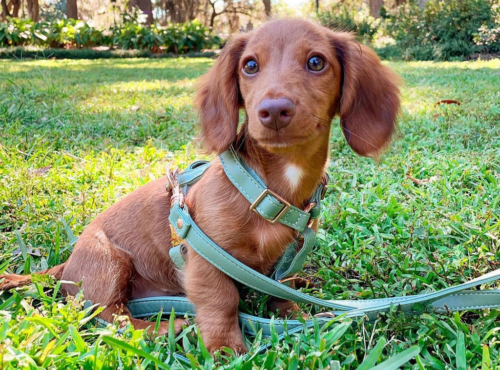 The Best Leather Alternatives for Dog Harnesses and Collars