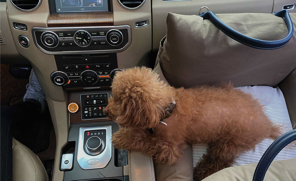 Best & Most Stylish Dog Car Seats
