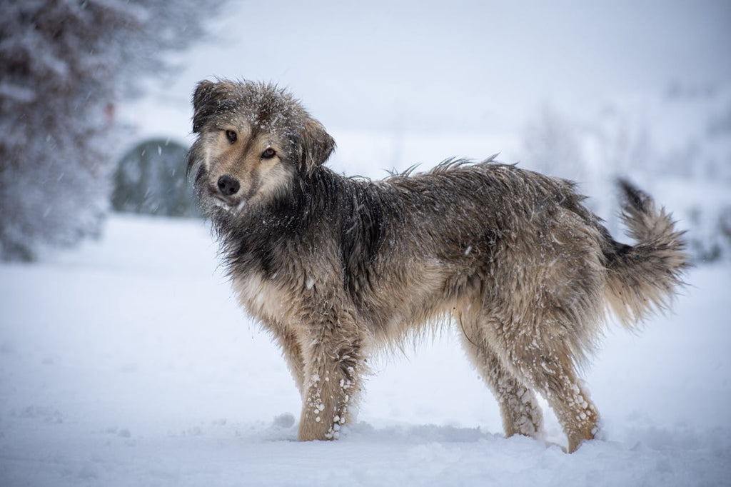 How to Keep Your Dog Warm and Safe During Winter Walks