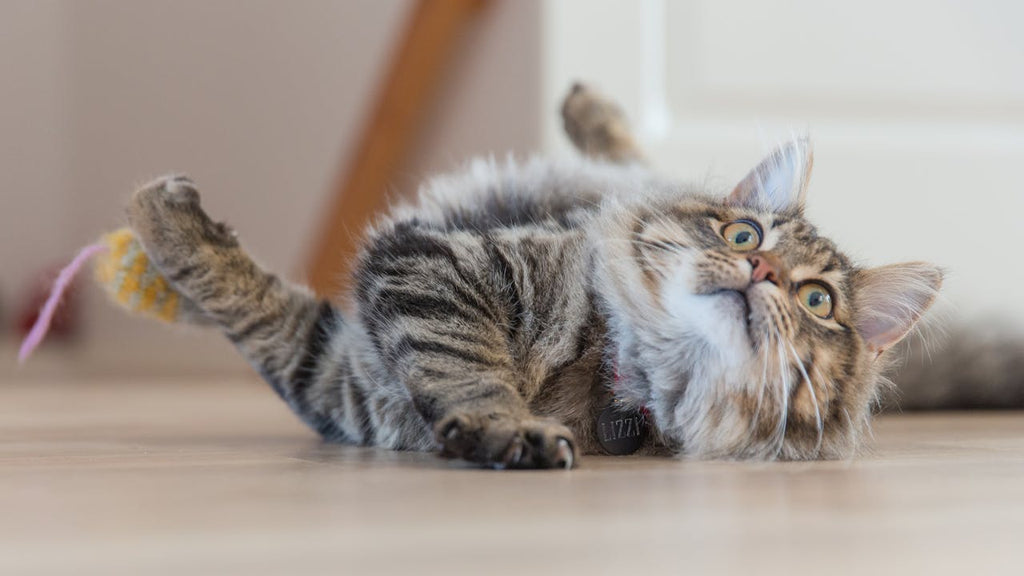 cat happily playing with toy