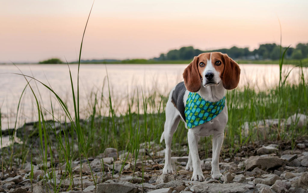 How to Choose a Stylish and Functional Dog Bandana